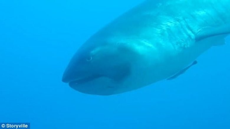 Zhytësja takoi peshkaqenin e rrallë (Video)