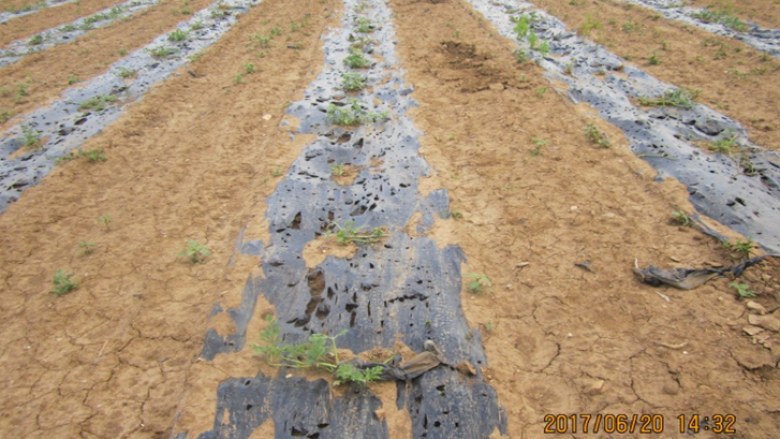 Rahoveci kërkon nga qeveria dëmshpërblim për bujqit e dëmtuar dhe rritjen e subvencioneve