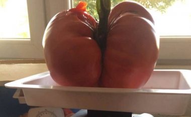 Kjo domate është prodhim i tokës së Kosovës, peshon hiq më pak se 1,4 kilogramë (Foto)