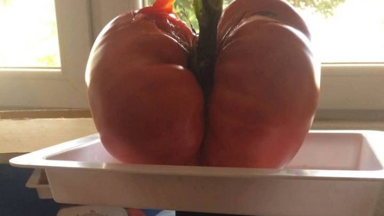 Kjo domate është prodhim i tokës së Kosovës, peshon hiq më pak se 1,4 kilogramë (Foto)