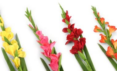 Si kultivohen gladiolat: Lulet të gjata, të cilat zbukurojnë kopshtet më të bukura