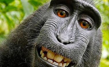 “Selfie” që po e bankroton fotografin: E drejta e autorësisë i takon majmunit?