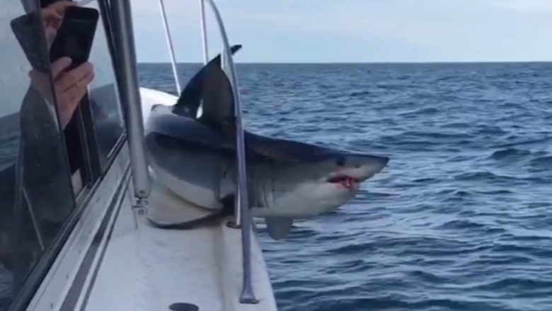 Moment i rrallë: Kur peshkaqeni gjigant ngec në një varkë peshkimi (Video)