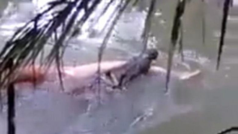 Moment i rrallë: Krokodili ktheu trupin e njeriut të mbytur një ditë më parë, pas “thirrjes” së magjistarit (Video,+16)