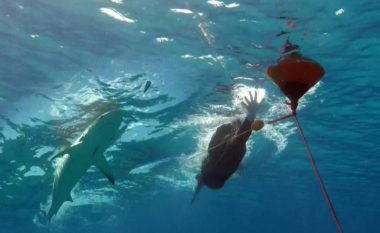 Discovery dhe Phelps mbrojnë “garën” me peshkaqenin: Nëse dikush dëshiron të garojë me një peshkaqen të bardhë krah për krah, le të urdhërojë (Video)