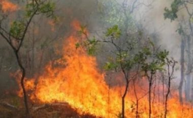 Shqipëri, 4 vatra zjarri në sipërfaqe me pyje në Vlorë, Fier dhe Durrës