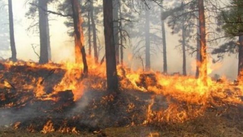 Ndërmerren aktivitete për të parandaluar zjarret në pyje në Maqedoni