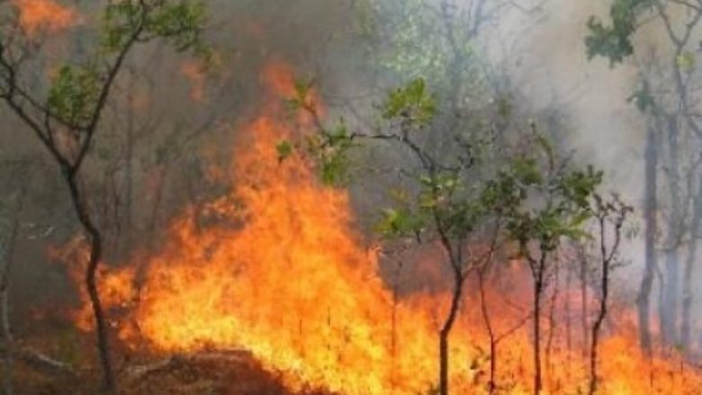17 vatra zjarri, gjatë 24 orëve në Shqipëri