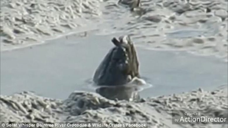 Pushuesit që po lundronin me anije, filmojnë krijesën misterioze duke nxjerr kokën jashtë ujit (Video)
