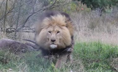 Po fotografonte luanin derisa po e copëtonte një kafshë tjetër, i riu për pak sa nuk e pëson (Video)