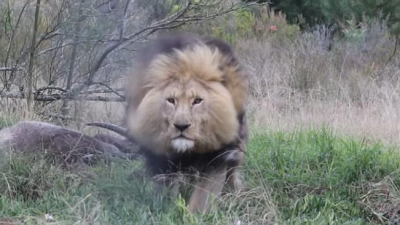 Po fotografonte luanin derisa po e copëtonte një kafshë tjetër, i riu për pak sa nuk e pëson (Video)