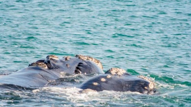Shkencëtarët zbulojnë një lloj të rrallë të balenës