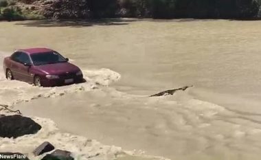 Shoferi i veturës detyrohet t’i bjerë borisë që krokodili që ia kishte zënë rrugën të lëviz (Video)