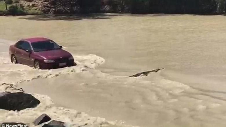 Shoferi i veturës detyrohet t’i bjerë borisë që krokodili që ia kishte zënë rrugën të lëviz (Video)