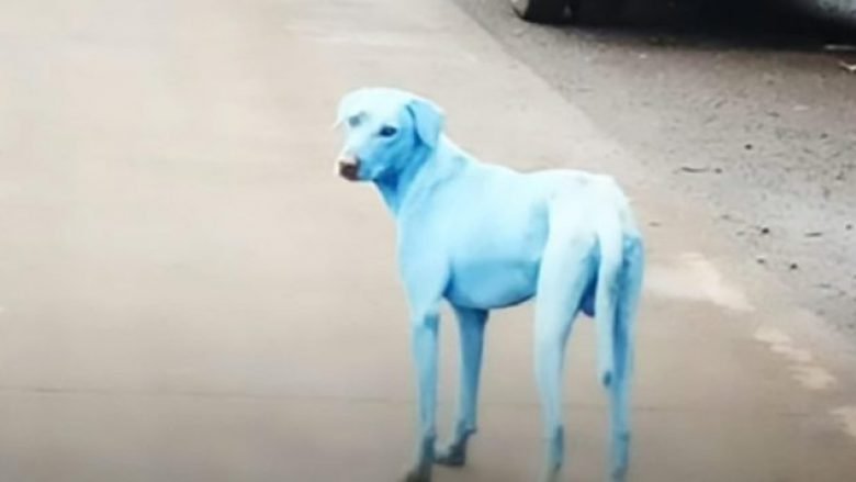 Misterioze, qentë me ngjyrë të kaltër pushtojnë qytetin (Foto)