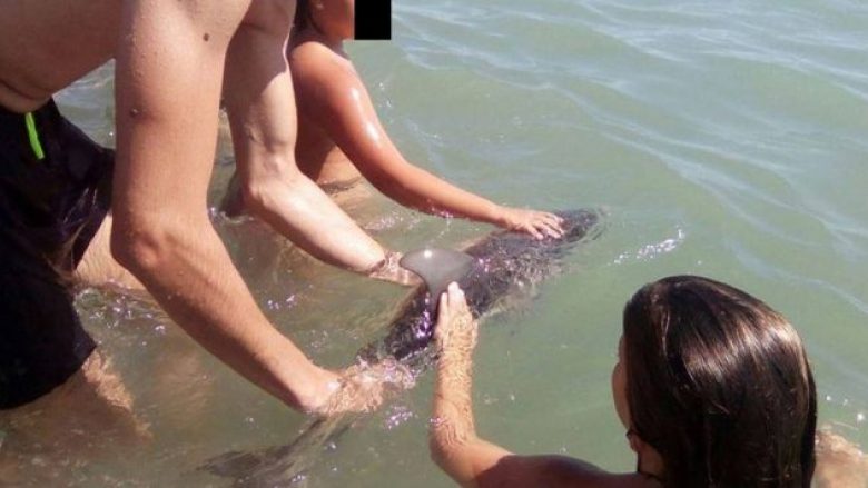 Turistët e nxjerrin nga uji për të bërë selfie, ngordh delfini i vogël (Foto)