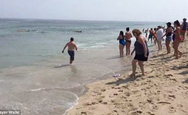 Peshkaqenët e bardhë copëtojnë fokat në plazh, pushuesit alarmohen – mendojnë se gjaku në ujë ishte i notuesve (Video, +16)