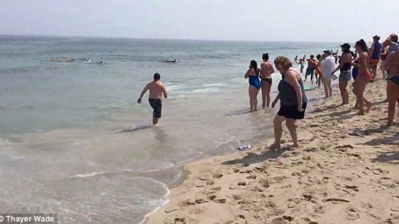 Peshkaqenët e bardhë copëtojnë fokat në plazh, pushuesit alarmohen – mendojnë se gjaku në ujë ishte i notuesve (Video, +16)