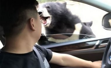 Tentoi të bëjë selfie me ariun, për pak sa nuk e pësoi keq (Video)