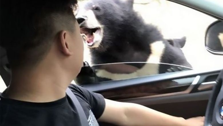 Tentoi të bëjë selfie me ariun, për pak sa nuk e pësoi keq (Video)