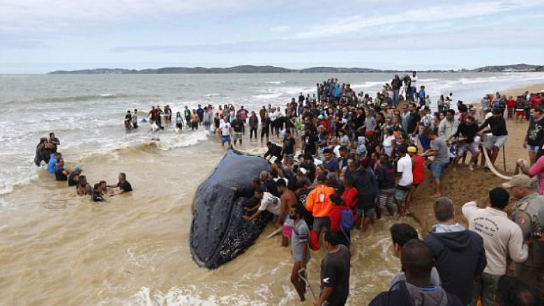 Pushuesit shpëtojnë balenën 7 tonëshe të bllokuar në plazh për 24 orë (Foto/Video)