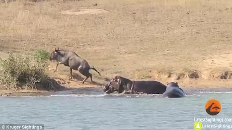Hipopotamët i dalin në ndihmë kafshës së pafat që e kishte kafshuar krokodili dhe po tentonte ta fuste në ujë (Video, +16)