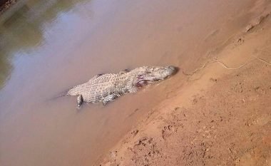 Fshatarët gjejnë në barkun e një aligatori katër metra, eshtra, lëkurë e flokët e fermerit që ishte zhdukur muaj më parë (Foto, +18)