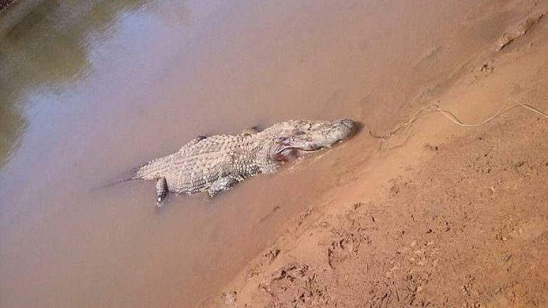 Fshatarët gjejnë në barkun e një aligatori katër metra, eshtra, lëkurë e flokët e fermerit që ishte zhdukur muaj më parë (Foto, +18)