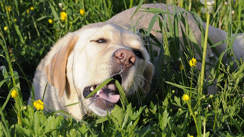 Mbase nuk e keni ditur këtë: Përse qentë hanë bar?