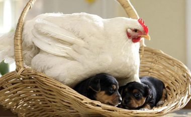 Fotot të cilat dëshmojnë se pulat janë nënat më të mira në mbretërinë e kafshëve (Foto)