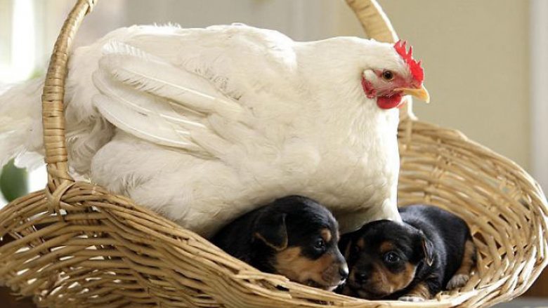 Fotot të cilat dëshmojnë se pulat janë nënat më të mira në mbretërinë e kafshëve (Foto)