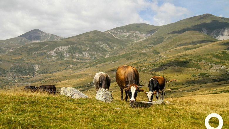 “Bujqit e Maqedonisë duhet të vaksinojn bagëtitë”