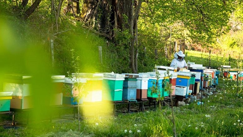 Bletarët në Maqedoni kërkojnë sqarim për origjinën e mjaltës së importuar