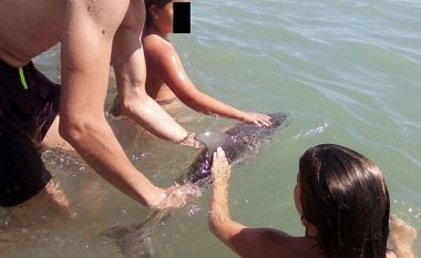 Delfini i vogël ngordhi, pasi turistët e nxorën nga uji për të bërë fotografi (Foto)