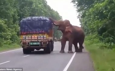 Elefanti i uritur ndaloi kamionin që transportonte patate (Video)