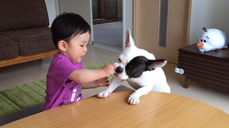 Qeni hidhëron vogëlushin kur ia merr biskotën, pastaj “qan” bashkë me të! (Video)