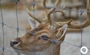 Në Kopshtin zoologjik të Shkupit, do të arrijnë kafshë tjera ekzotike