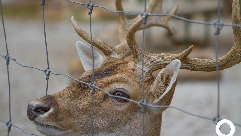 Në Kopshtin zoologjik të Shkupit, do të arrijnë kafshë tjera ekzotike