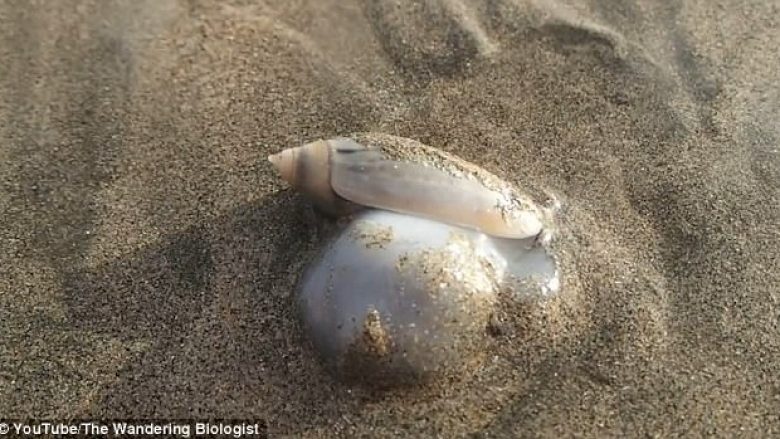 Kërmilli detit përpiu tërësisht gaforren dhe u fut sërish në rërë (Video)