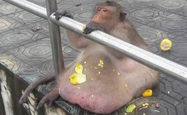 Me ushqime të këqija, turistët e bënë majmunin bullafiq! (Foto)