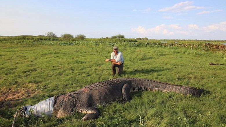 Ndaloi krokodilin e gjatë pesë metra, duke ia mbështjellë gojën me shiritin ngjitës (Video)