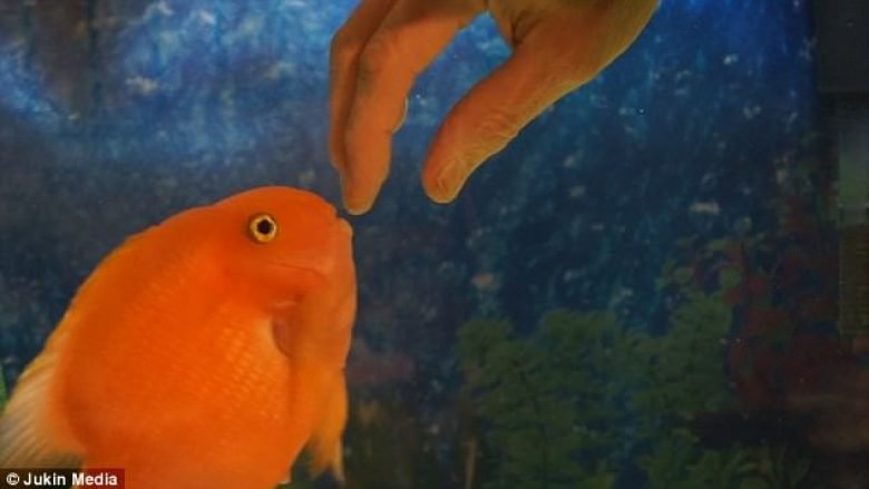 Peshkut në akuarium i pëlqejnë përkëdheljet nga pronari (Video)