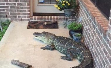 Pushon uragani, banorëve u shfaqen krokodilë te dera e shtëpisë (Foto)