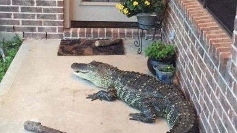 Pushon uragani, banorëve u shfaqen krokodilë te dera e shtëpisë (Foto)