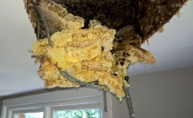 Mjalti rridhte mureve, nga hojet e bletëve të egra në tavan (Foto)