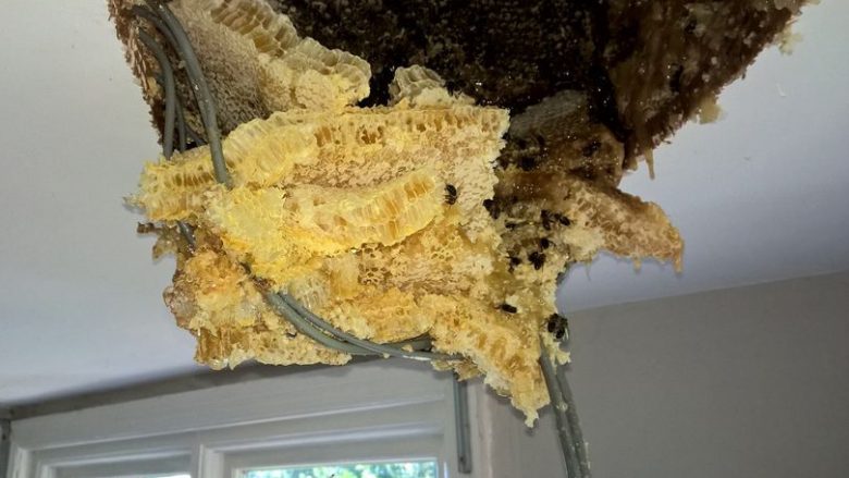 Mjalti rridhte mureve, nga hojet e bletëve të egra në tavan (Foto)