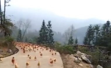 Sapo dëgjojnë fërshëllimën, pulat nisen fluturim nga të gjitha anët (Video)