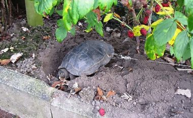 Shpojnë me turjelë një vrimë në guaskën e breshkës, për t’i vënë zinxhirin që të mos ikë (Foto)