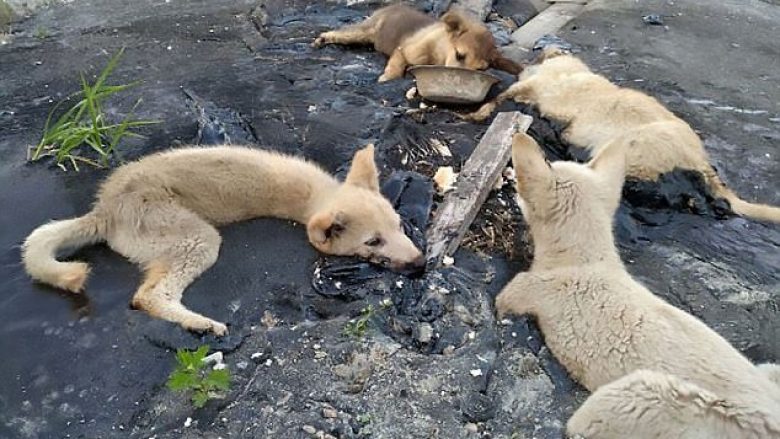 Shpëtohen këlyshët që kishin ngecur në gropën me zift (Video)