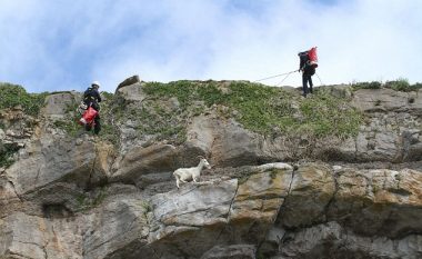 Shpëtohet dhia, për një javë ngeci në shkëmbin e lartë 30 metra (Foto)